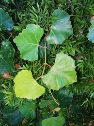 Image result for Rhoicissus tomentosa