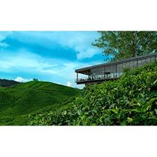 Official reference contact is from singapore original bill of ladings. Boh Plantations Sdn Bhd