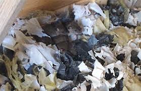 Besonders aber nicht ausschließlich davon gefährdet sind haustiere und kleinere kinder. Ratten Anzeichen Folgen Und Bekampfung