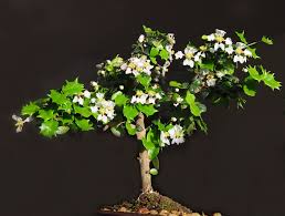 800 x 807 jpeg 148 кб. Japanese Holly Bonsai Bonsai Trees Directly From Local Artists Bonsai Seeds Bonsai Care Bonsai Tree
