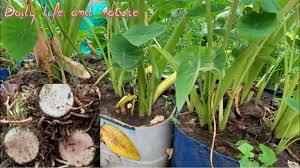 We did not find results for: How To Harvest Taro Root Harvesting Taro When And How To Harvest Taro Youtube