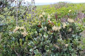 Image result for Sisyranthus imberbis