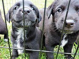 Lab puppies in dogs & puppies for rehoming in toronto (gta). Baby Black Lab Puppy Labrador Retriever Puppy Female For Sale In Celina Tennessee Classified Americanlisted Com