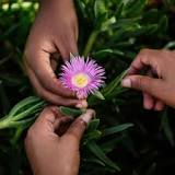 Fynbos - 5 Things You Didn't Know About - Greenpop