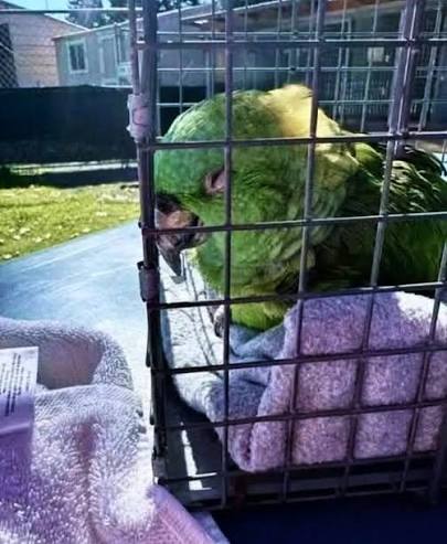 Debbie, a 40-year-old parrot, was found weak and silent after two lonely  weeks without her owner. With care and love, she's slowly come back to  life—now greeting each day with a soft “