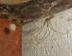 What do zebra spiders eat? Cellar Spiders Pholcids Daddy Longlegs Spiders House Spiders Vibrating Spiders Mdc Discover Nature