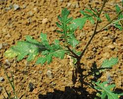 Image result for Erucastrum