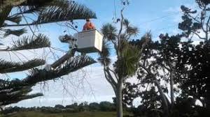Maybe you climbed one a lot as a kid, or perhaps your treehouse was the old neighborhood hangout. Cabbage Tree Removal Youtube