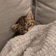 Pin By Karina Rahmawati On Gatos Kittens Cutest Cats Sleeping Animals