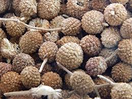 Image result for Sphaeranthus flexuosus