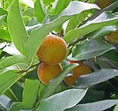 Image result for Diospyros truncatifolia