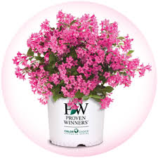 Two of the three made it through the winter. 2019 Flowering Shrub Of The Year National Plant Of The Year