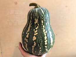 What happens when pumpkins and zucchini cross pollinate. Kitchengardenprogram On Twitter Has Anyone Else Grown A Curious Cross Pollinated Pumpkin Like This One From The Namadgischool Garden We Think Its A Butternut Kent Cross Https T Co Ycl8lzw54s
