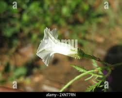 Image result for Ipomoea coptica