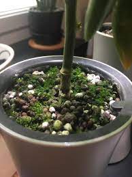 While sphagnum moss and sphagnum moss nutrients can yield tremendous benefits, like all hydroponic media, it has its share of downsides. Is The Green Fluff Sphagnum Moss Should I Try Remove It From My Medium Chilli Pepper Being Grown Indoors Under A Lamp Hydroponics