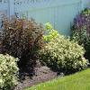 Many gardeners grow diablo ninebark shrubs. 1