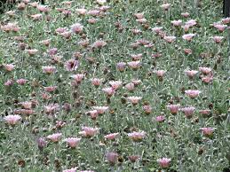 Image result for Arctotis