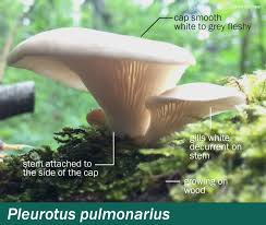Usually white to light brown with firm, white flesh. Pleurotus Pulmonarius Mushrooms Up Edible And Poisonous Species Of Coastal Bc And The Pacific Northwest