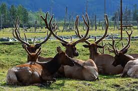 This tour is designed for the independent traveler, as there is no guide or tour group; Anchorage Wildlife Conservation Center Forget Someday