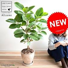 楽天市場 アルテシーマ 自然樹形 茶色 エッグ型 ラウンド 陶器鉢 8号 鉢植え 大型 斑入り ゴム ゴムの木 葉模様 茶 ブラウン 砂色 ベージュ 丸 観葉植物 送料無料 ランドプランツ