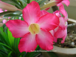 Check spelling or type a new query. Desert Rose Plant Care Desert Rose Flower Adenium Obesum