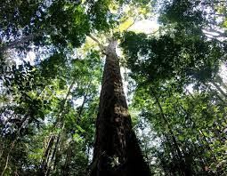 Maybe you would like to learn more about one of these? Researchers Discover The Tallest Known Tree In The Amazon Science Smithsonian Magazine