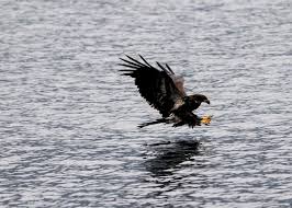 We're saddened by the death of the eagle. Bald Eagle Numbers May Be Peaking At Cda The Spokesman Review