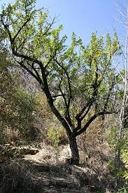 Image result for Gymnosporia tenuispina