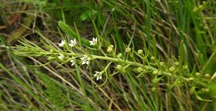 Image result for Thesium masukense