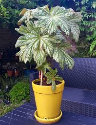 Image result for Begonia poculifera