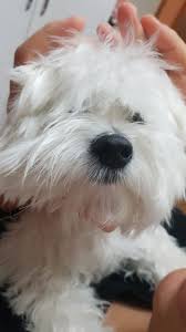 Pin By Stephanie Flynn On Dogs Other Cuties Westies Terrier Animals