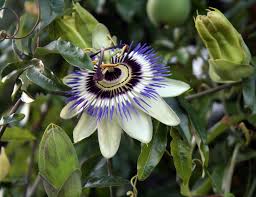 Neu aufsteigend beliebt editor's choice. Passionsblume Exotische Blumen Kostenloses Foto Auf Pixabay