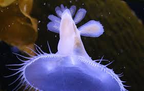 Image result for Melinis subglabra