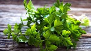 We did not find results for: Daun Dan Batang Seledri Bermanfaat Sebagai Obat Herbal Asam Urat