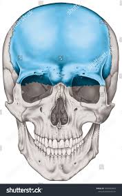 Image result for Frontal Bone