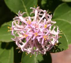 Image result for Tetradenia urticifolia