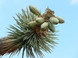 Joshua tree, yucca palm, tree yucca, and palm tree yucca. Joshua Tree Josuabaum Yucca Agavengewachs Mojave Desert Joshua Tree National Park National Park Fruit Fruits Thorn Spiny Pikist