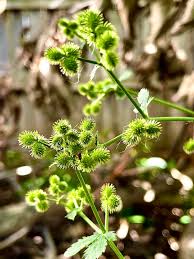 Image result for Sanicula