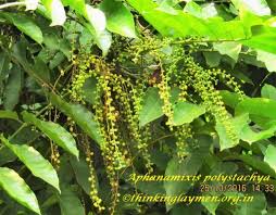 Image result for Aphanamixis