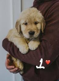 It is friendly with everyone, including other dogs. Golden Retriever Puppies For Sale In Cullman Alabama Classified Americanlisted Com