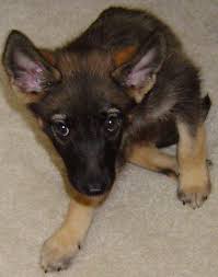 The german shepherd chihuahua mix can either be very cooperative or independent. Half German Shepherd Half Chihuahua Petsidi