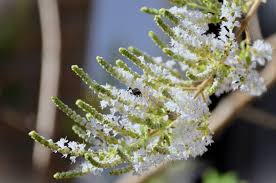 Image result for Tetradenia bainesii