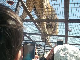 Check spelling or type a new query. Zoologico De Rancagua Parque Safari
