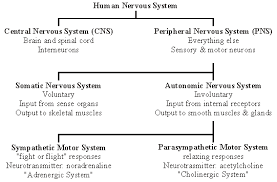 The Human Nervous System Anjung Sains Makmal 3