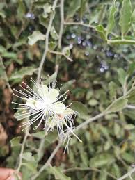 Image result for Capparis erythrocarpos