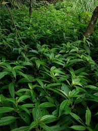 Image result for Pilea rivularis