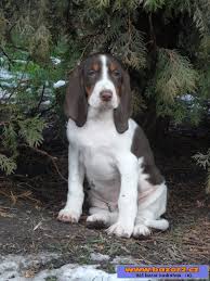 Image result for bernský honič