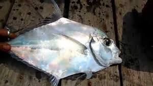 Kakapputih #barramundi #teknikmancing #indramayu banyak cara untuk mancing kakap putih. Jenis Umpan Ikan Kuwe 16 Umpan Ikan Kakap Putih Merah Bakau Teknik Mancingnya Jevt Online