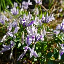 Image result for Polygala stenopetala