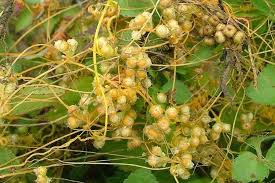 Image result for Cuscuta australis
